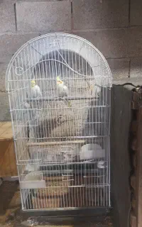 سلام دوتا عروس هلندی نروماده دستی