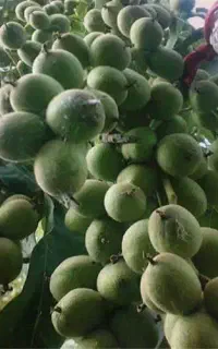 نهالستان و نهال فروشی پالیز نهال مهندس قاسمی