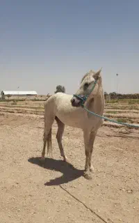 کره اسب سمندمادیون ترکمن