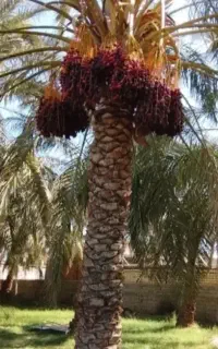 خوشه بری