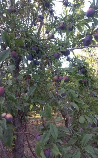 آلو برای لواشک