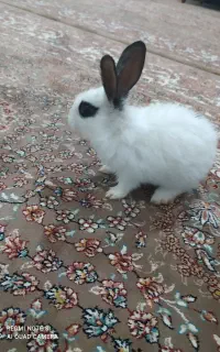 بچه خرگوش نر