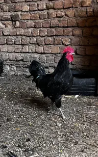 مرغ و خروس اصیل