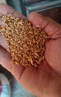 گندم بذری رقم برات