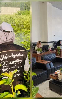 مشخصات و ویژگی های نهال گردو کانادایی