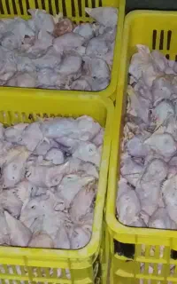 سر مرغ برای حیوان