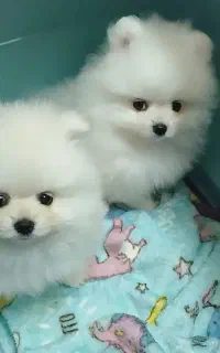 سگ وارداتی تیکاپ سایز