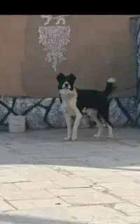 سگ نر قدریجون