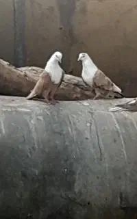 کبوتر