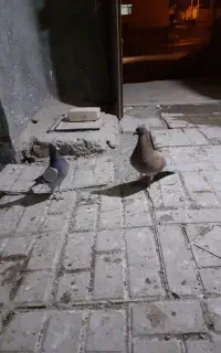 مجسمه‌کفتر