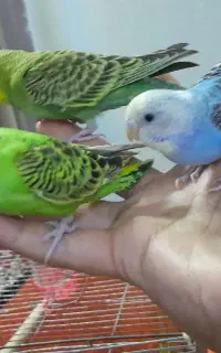 جوجه مرغ عشق دستی
