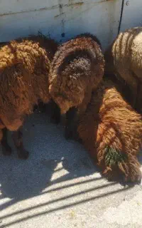بره شیشک.  میش  چاق درجه یک