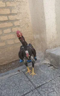 خروس کوشامو طوسی