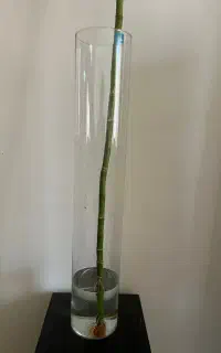 بامبو بهمراه گلدان