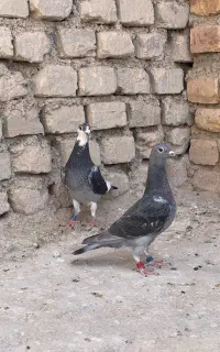 کبوتر