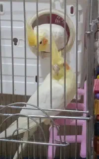 گمشده