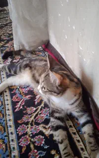 گربه بازی گوش فروشی