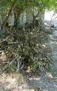 چوب خشک رایگان