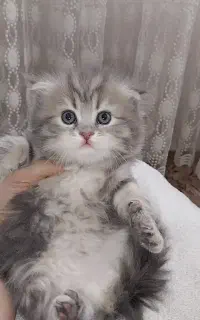 بریتیش ماده