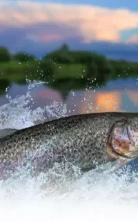 ماهی قزل آلا تازه زنده پخش درب مغازه کیلویی۴۷۰