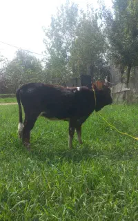 گوساله ماده سیاه کلاچ چالوسی اصیل
