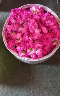 گل محمدی با عطر و رنگی بی نظیر