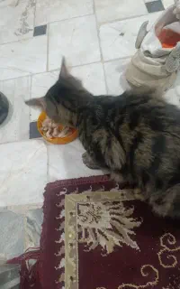 گربه پیداشده