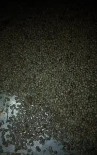 بذر گشنیز ایرانی