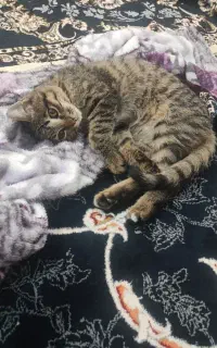 گربه