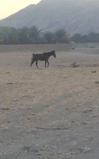 اسب