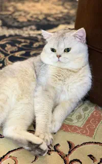 بریتیش سیلور