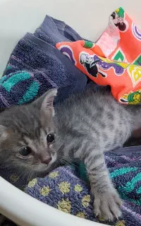 واگذاری گربه رایگان