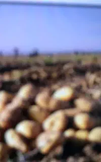 سیب زمینی دامی