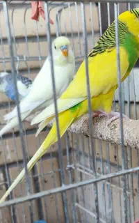 مرغ عشق نر
