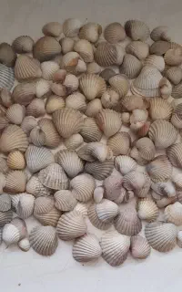 صدف تزئینی