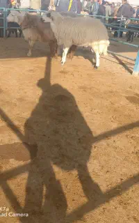 قوچ