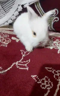 خرگوش لوپ