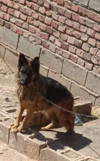 سگ ژرمن ماده
