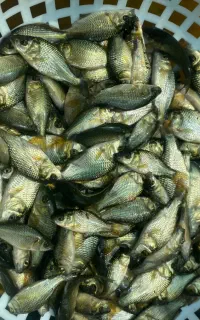 بچه ماهی کپور