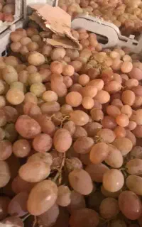 انگور شاهرودی مناسب دبه