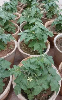 نهال گوجه و بادمجان و تخم قو غاز لیندا