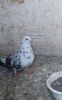 فروش
