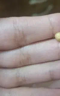 گوشواره طلا گمشده