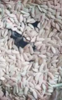 بذرخیاردرختی