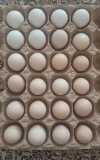 تخم گلین