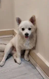سگ گمشده