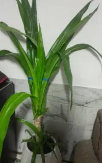 گل سوسن