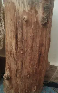 تنه درخت