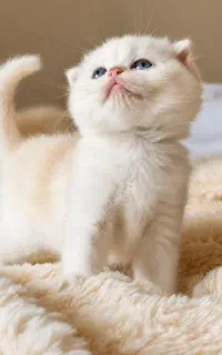گربه‌ای متفاوت را از مجموعه‌ما بخواهید