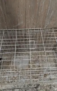 قفس کبوتر